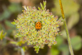 Wild Carrot (<em>Daucus pusillus</em>)