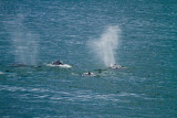 Humpback Whales