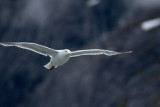 Thayers Gull