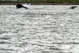 Humpback Whales