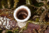 Pale Birds Nest Fungus