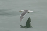 Glaucous-winged Gull