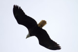 bald-eagle01.jpg