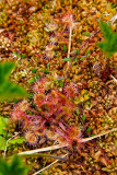 Sundew