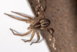 Wolf Spider  (<em>Schizocosa mccooki</em>)