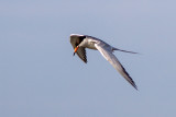 Forsters Tern