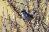 California Gnatcatcher