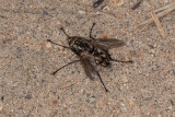 Exoristinid Fly