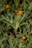 Salty Susan (<em>Jaumea carnosa</em>)