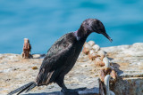 Pelagic Cormorant