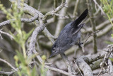 California Gnatcatcher