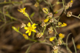 Graceful Tarplant (<em>Holocarpha virgata elongata</em>)