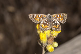 Behrs Metalmark (<em>Apodemia mormo virgulti</em>)