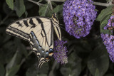 Western Tiger Swallowtail (<em>Papilio rutulus</em>)