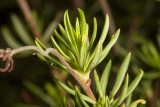 California Buchwheat (<em>Eriogonum fasciculatum</em>)