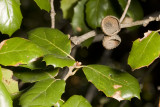 Coast Live Oak (<em> Quercus agrifolia</em>)