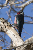 Lewiss Woodpecker - male Adult