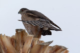 Coopers Hawk