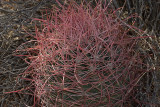 California Barrel Cactus (<em>Ferocactus cylindraceus</em>)