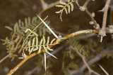 Mesquite (<em>Prosopis glandulosa</em>)