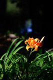 Lily with my creek in the background