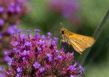 Fiery Skipper _MG_1630.jpg