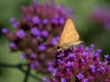 Fiery Skipper _MG_1635.jpg