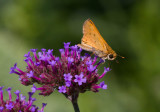 Fiery Skipper _MG_1652.jpg