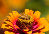 Fiery Skipper _MG_9997.jpg