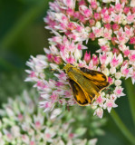 Fiery Skipper _MG_0488.jpg