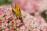 Fiery Skipper _MG_9262.jpg