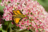 Fiery Skipper _MG_9327.jpg