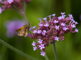 Pecks Skipper _I9I0575.jpg