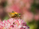 Tawny-edged Skipper male_MG_9846.jpg