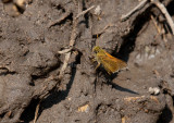 Tawny-edged Skipper _11R1133.jpg