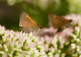 Tawny-edged Skipper _I9I9564.jpg