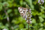 American Snout _MG_6867.jpg