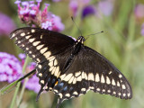 Black Swallowtail _MG_0846.jpg