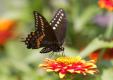 Black Swallowtail _MG_1217.jpg