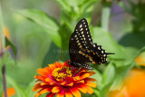 Black Swallowtail _MG_3359.jpg