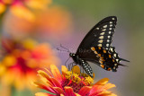 Black Swallowtail _MG_3459.jpg