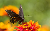Black Swallowtail _MG_8988.jpg