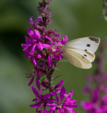 Cabbage White female _MG_4155.jpg