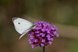 Cabbage White male_MG_0063.jpg