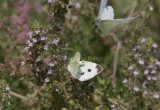 Cabbage White _MG_3817.jpg