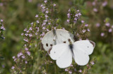 Cabbage White courtship _MG_3848.jpg