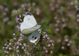 Cabbage White courtship _MG_3851.jpg