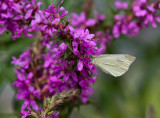 Cabbage White _MG_4135.jpg