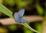 Ceraunus Blue male _I9I1297.jpg
