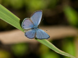 Ceraunus Blue male _I9I1301.jpg